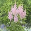 VISIONS INFERNO ASTILBE -Sooner Plant Farm Shop DETA 4333