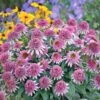 CONE-FECTIONS™ BUTTERFLY KISSES CONEFLOWER -Sooner Plant Farm Shop DETA 4340