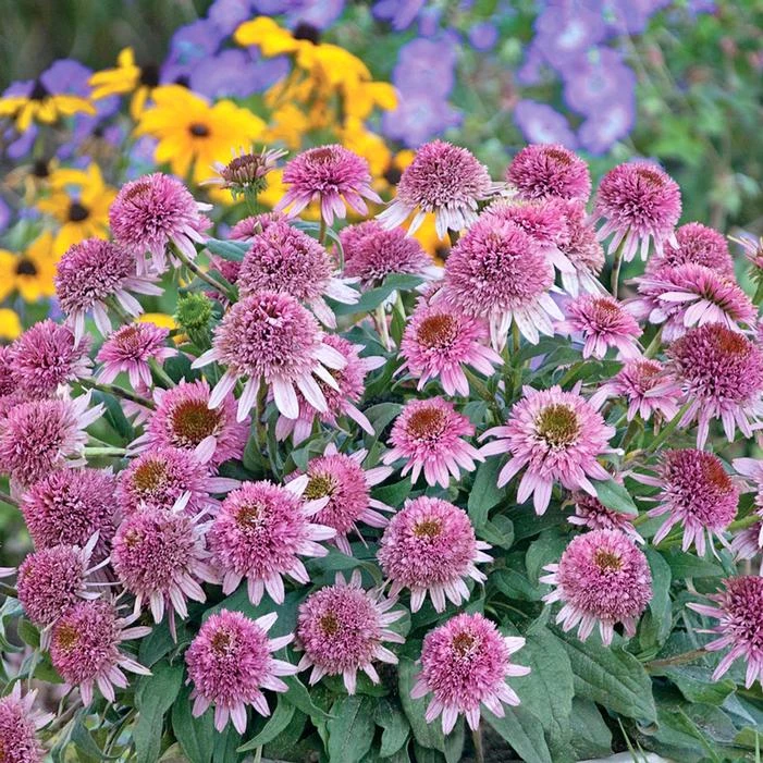 CONE-FECTIONS™ BUTTERFLY KISSES CONEFLOWER 3 CONE-FECTIONS™ BUTTERFLY KISSES CONEFLOWER