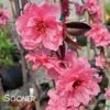 PINK CASCADE WEEPING ORNAMENTAL PEACH -Sooner Plant Farm Shop DETA 4342