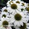 KISMET® WHITE CONEFLOWER -Sooner Plant Farm Shop DETA 4356