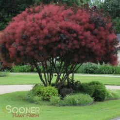 ROYAL PURPLE SMOKETREE -Sooner Plant Farm Shop DETA 436