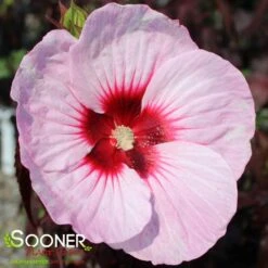 CAROUSEL® JOLLY HEART HARDY HIBISCUS -Sooner Plant Farm Shop DETA 4360