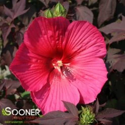 CAROUSEL® PINK PASSION HARDY HIBISCUS -Sooner Plant Farm Shop DETA 4362