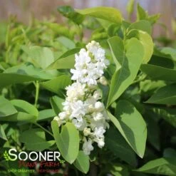 FIALA REMEMBRANCE FRENCH LILAC