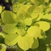 GOLDEN SPIRIT SMOKETREE -Sooner Plant Farm Shop DETA 437