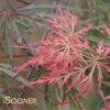 RED PRINCE WEEPING JAPANESE MAPLE -Sooner Plant Farm Shop DETA 4371