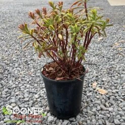 ASCOT RAINBOW EUPHORBIA -Sooner Plant Farm Shop DETA 4375