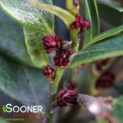 EMERALD HEIGHTS® DISTYLIUM -Sooner Plant Farm Shop DETA 4377