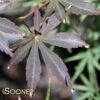 SHERWOOD FLAME UPRIGHT JAPANESE MAPLE -Sooner Plant Farm Shop DETA 4391