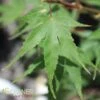 NISHIKI GAWA UPRIGHT JAPANESE MAPLE -Sooner Plant Farm Shop DETA 4398