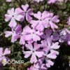 SPRING BLING™ PINK SPARKLES HYBRID SPRING PHLOX -Sooner Plant Farm Shop DETA 4402