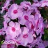 LUMINARY® OPALESCENCE GARDEN PHLOX 2 LUMINARY® OPALESCENCE GARDEN PHLOX -Sooner Plant Farm Shop DETA 4409