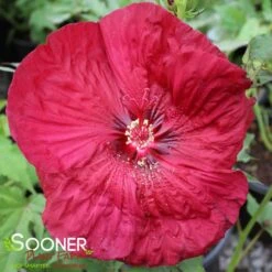 BLACKBERRY MERLOT HARDY HIBISCUS -Sooner Plant Farm Shop DETA 4414