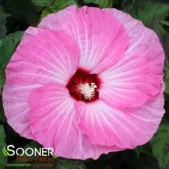 SUMMERIFIC® SPINDERELLA HARDY HIBISCUS -Sooner Plant Farm Shop DETA 4415