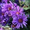 GRAPE CRUSH NEW ENGLAND ASTER -Sooner Plant Farm Shop DETA 4416