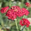 SASSY SUMMER SANGRIA YARROW -Sooner Plant Farm Shop DETA 4427