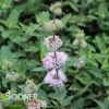 BEYOND PINK'D® BLUEBEARD 1 BEYOND PINK'D® BLUEBEARD -Sooner Plant Farm Shop DETA 4437