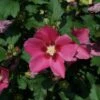 PARAPLU ROUGE™ ALTHEA -Sooner Plant Farm Shop DETA 4441