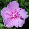 DARK LAVENDER CHIFFON® ALTHEA -Sooner Plant Farm Shop DETA 4442