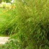 RUFA CLUMPING BAMBOO -Sooner Plant Farm Shop DETA 4468
