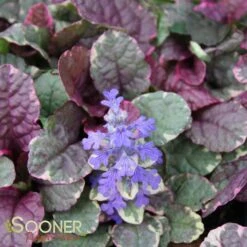 BURGUNDY GLOW AJUGA -Sooner Plant Farm Shop DETA 447