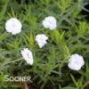 PETER COTTONTAIL YARROW -Sooner Plant Farm Shop DETA 4480