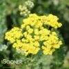 SASSY SUMMER LEMON YARROW -Sooner Plant Farm Shop DETA 4481