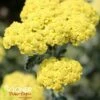 SASSY SUMMER SILVER YARROW -Sooner Plant Farm Shop DETA 4482