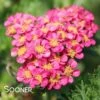 SASSY SUMMER TAFFY YARROW -Sooner Plant Farm Shop DETA 4483