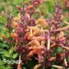 PEACHIE KEEN HYSSOP 1 PEACHIE KEEN HYSSOP -Sooner Plant Farm Shop DETA 4487