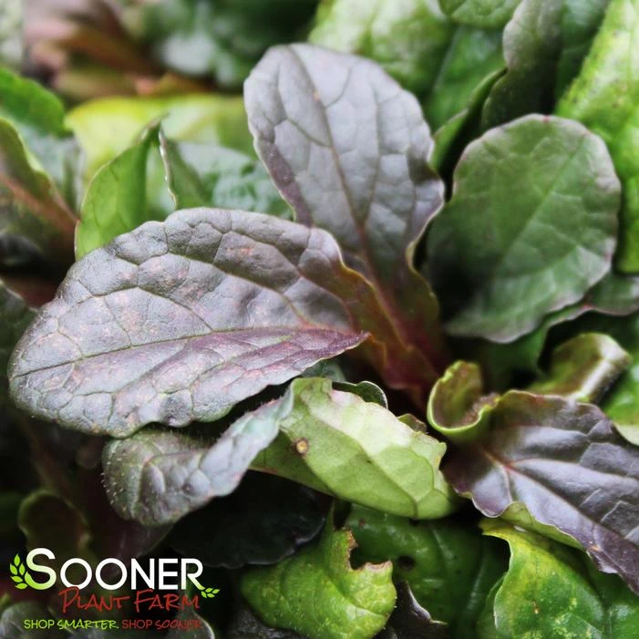 BRONZE BEAUTY AJUGA 3 BRONZE BEAUTY AJUGA