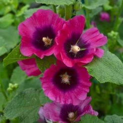 HALO CERISE HOLLYHOCK