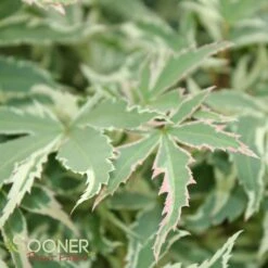 BUTTERFLY UPRIGHT JAPANESE MAPLE -Sooner Plant Farm Shop DETA 45