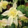 KIRIGAMIâ„¢ YELLOW COLUMBINE 2 KIRIGAMIâ„¢ YELLOW COLUMBINE -Sooner Plant Farm Shop DETA 4504
