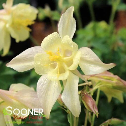 KIRIGAMI™ YELLOW COLUMBINE -Sooner Plant Farm Shop DETA 4504