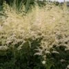 BRIDAL VEIL ASTILBE 1 BRIDAL VEIL ASTILBE -Sooner Plant Farm Shop DETA 4506