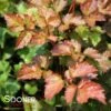 AMBER MOON ASTILBE -Sooner Plant Farm Shop DETA 4507