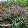 HUMDINGER® LAVENDER CUPCAKE BUTTERFLY BUSH -Sooner Plant Farm Shop DETA 4513
