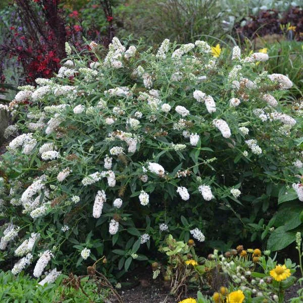 HUMDINGER® LITTLE ANGEL BUTTERFLY BUSH 4 HUMDINGER® LITTLE ANGEL BUTTERFLY BUSH - Image 2