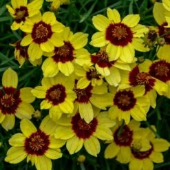 SIZZLE & SPICEâ„¢ SASSY SAFFRON TICKSEED