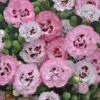 PRETTY POPPERS™ APPLEBLOSSOM BURST DIANTHUS 1 PRETTY POPPERS™ APPLEBLOSSOM BURST DIANTHUS -Sooner Plant Farm Shop DETA 4541
