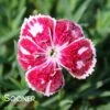 PRETTY POPPERS™ FIRE AND ICE DIANTHUS -Sooner Plant Farm Shop DETA 4544