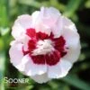 PRETTY POPPERS™ KISS AND TELL DIANTHUS -Sooner Plant Farm Shop DETA 4546