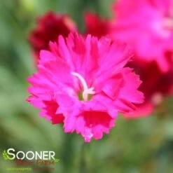 PAINT THE TOWN RED DIANTHUS -Sooner Plant Farm Shop DETA 4548