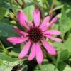 BUTTERFLY™ PURPLE EMPEROR CONEFLOWER 1 BUTTERFLY™ PURPLE EMPEROR CONEFLOWER -Sooner Plant Farm Shop DETA 4555