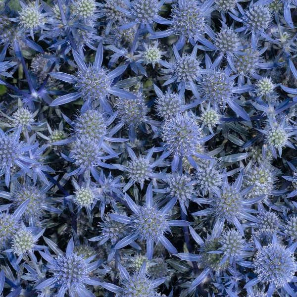 BLUE GLITTER SEA HOLLY 3 BLUE GLITTER SEA HOLLY