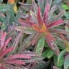 BONFIRE EUPHORBIA -Sooner Plant Farm Shop DETA 4558