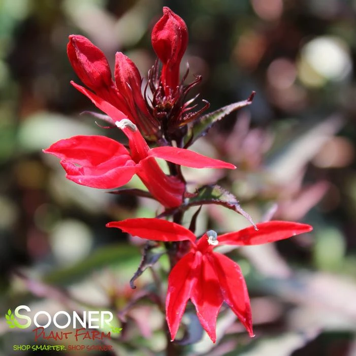 STARSHIP™ SCARLET BRONZE LEAF CARDINAL FLOWER 4 STARSHIP™ SCARLET BRONZE LEAF CARDINAL FLOWER - Image 2