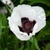 ROYAL WEDDING ORIENTAL POPPY -Sooner Plant Farm Shop DETA 4580